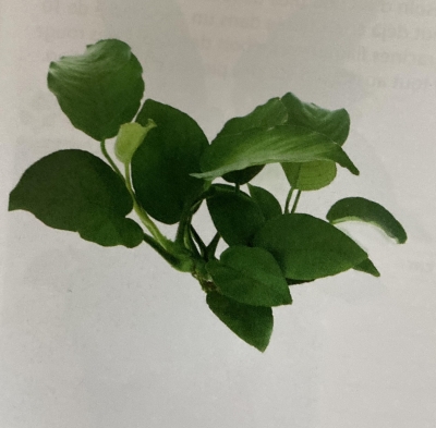 Anubias barteri